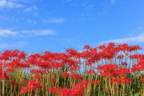 彼岸花咲く里の秋景色　愛知県半田市