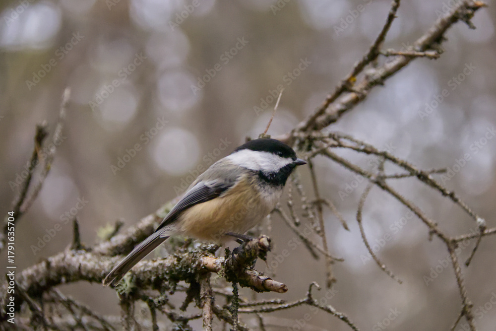 Obraz premium A Black-capped Chickadee in the Forest