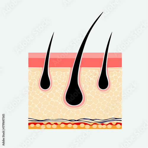 Detailed scientific illustration depicting a cross-section of human skin layers with healthy hair follicles, showcasing active growth and fundamental scalp structure