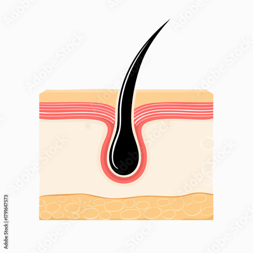 Hair follicle cross-section diagram Detailed illustration of hair growth and structure