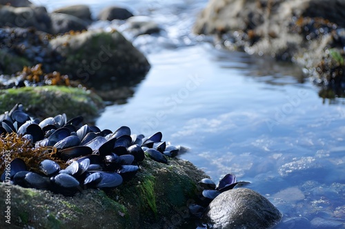 Mussel Shells Clustered on Rocky Shoreline Tide Pool for Coastal Marine Nature Photography Detail Scene