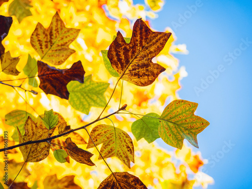 Canvas-taulu Vibrant golden Tulip Tree foliage glowing against the tranquil water of Frederiksberg Havn, Copenhagen, Denmark, capturing a bright, crisp autumn day