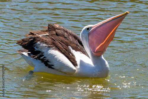 Australian Pelican feeding in the river