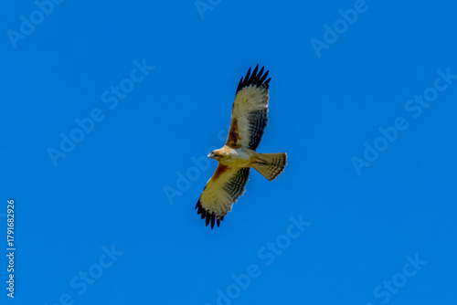 A Little Eagle flying in the Blue Sky