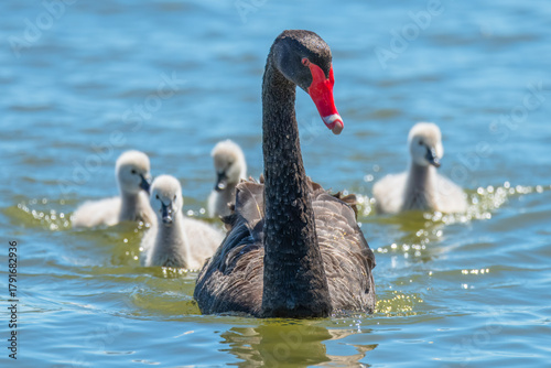 A family of black swans on the lake