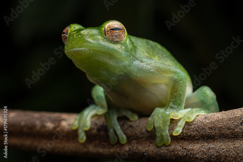 Photo of Amazonian glass frog in the rainy jungle of Peru.