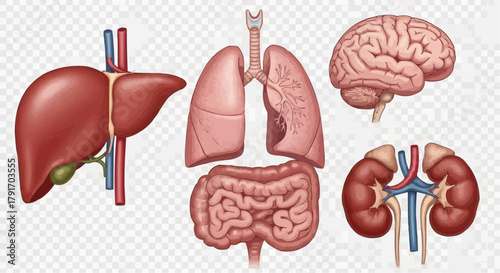 Detailed medical illustration showcasing human liver, lungs, brain, intestines, and kidneys.