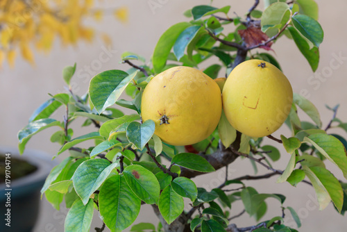 A bonsai chinese quince with large fruit