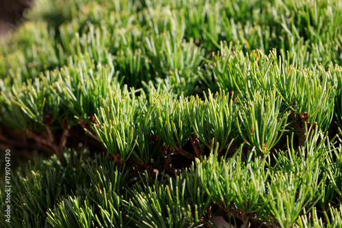 Japanese white pine grown as a bonsai