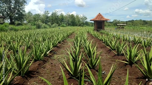 aloe plant in the farmland