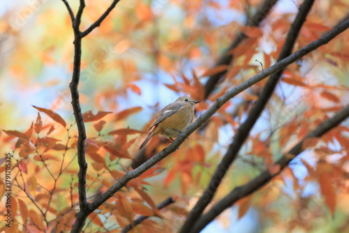 A Daurian redstart perched on a tree branch searching for food