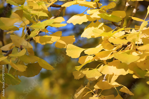 Ginkgo leaves starting to turn yellow