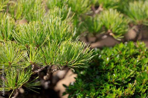 Japanese white pine grown as a bonsai