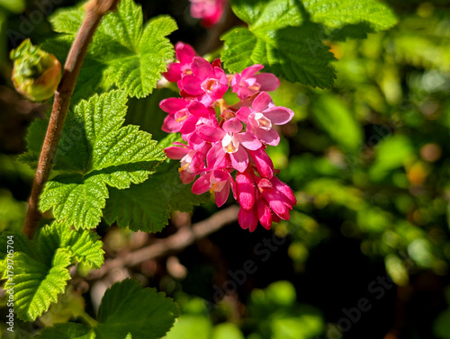 The close-up of a single hanging cluster (raceme) of deep pink to reddish-pink flowers from a Flowering Currant shrub (Ribes sanguineum)