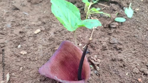 wild keladi plant in the fields