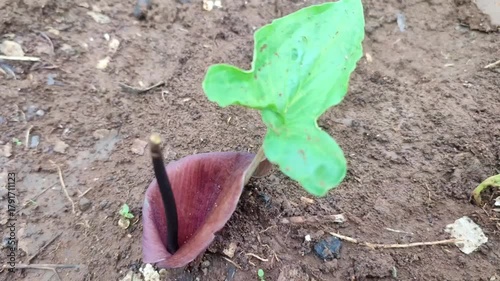 wild keladi plant in the fields