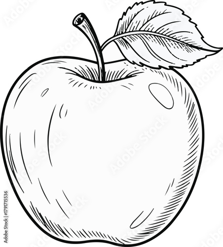 Apple vector illustration in black and white outline style featuring a single leaf and stem isolated on white background