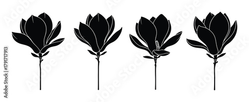 Collection of magnolia flower silhouettes, spring bloom, floral botanic element, plant bloom.