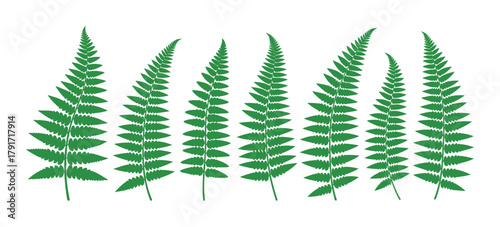 Collection of green fern leaves, natural plant elements, and organic foliage design.