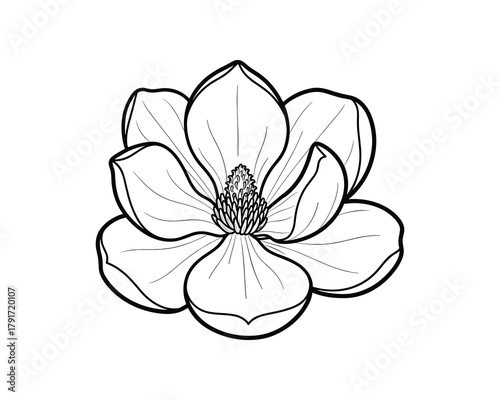 Elegant magnolia flower in full bloom, Detailed magnolia flower outline vector