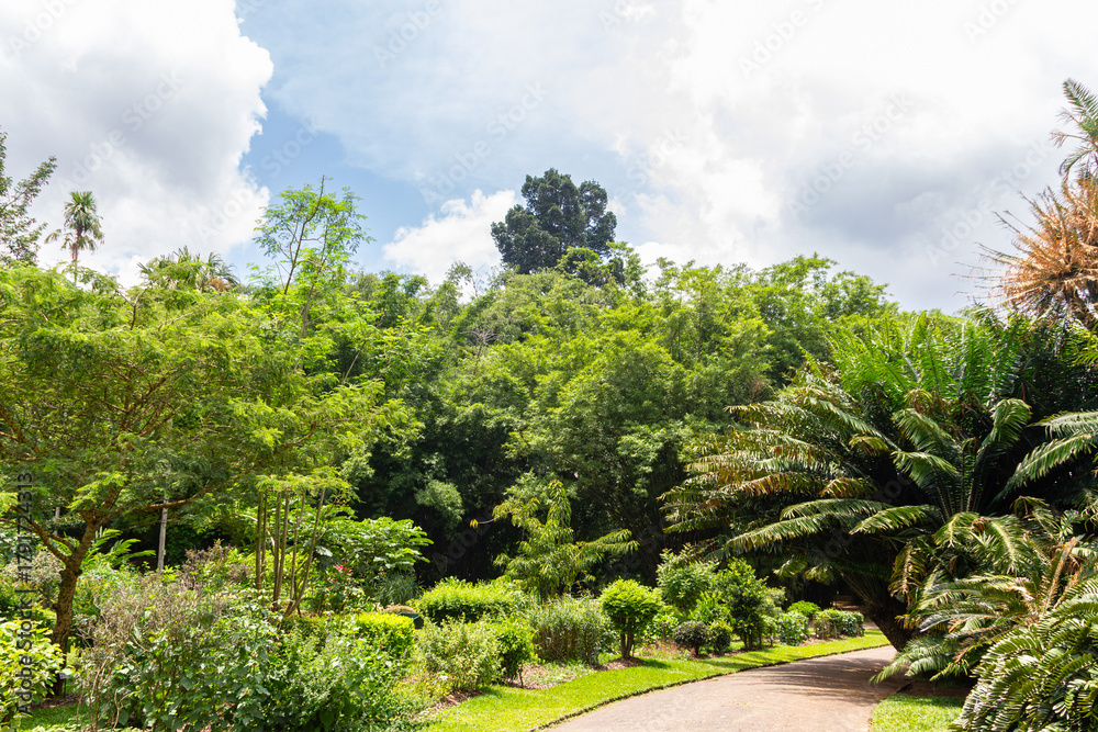 Obraz premium A sunlit winding path leads through the lush tropical greenery
