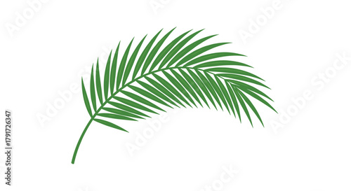 A close up of a green palm frond in the sunlight on a white background.