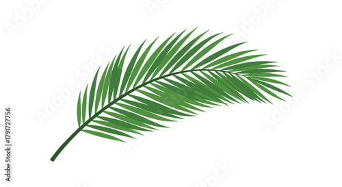 A vibrant green palm frond with many thin leaves curves gracefully against a pure white background.