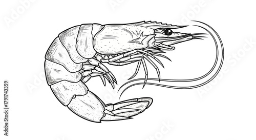 Detailed line art illustration of a shrimp, showing its segmented body, legs, and tail.