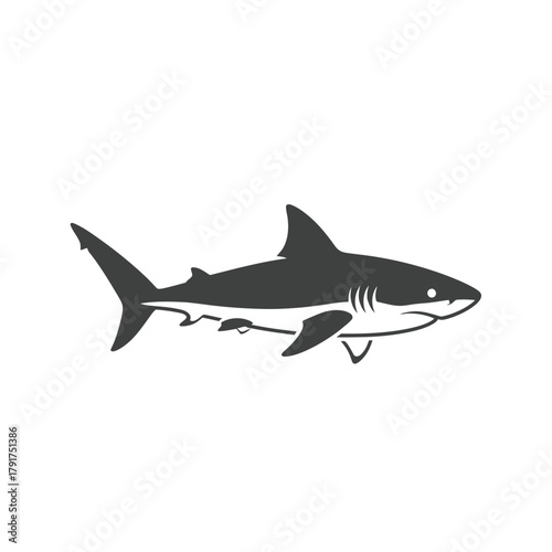 Gray Shark Swimming