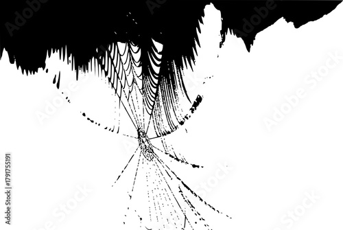 The dirty net of a spider