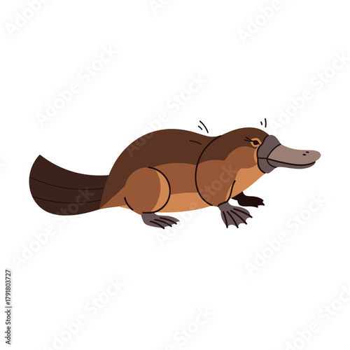 Brown Platypus Swimming