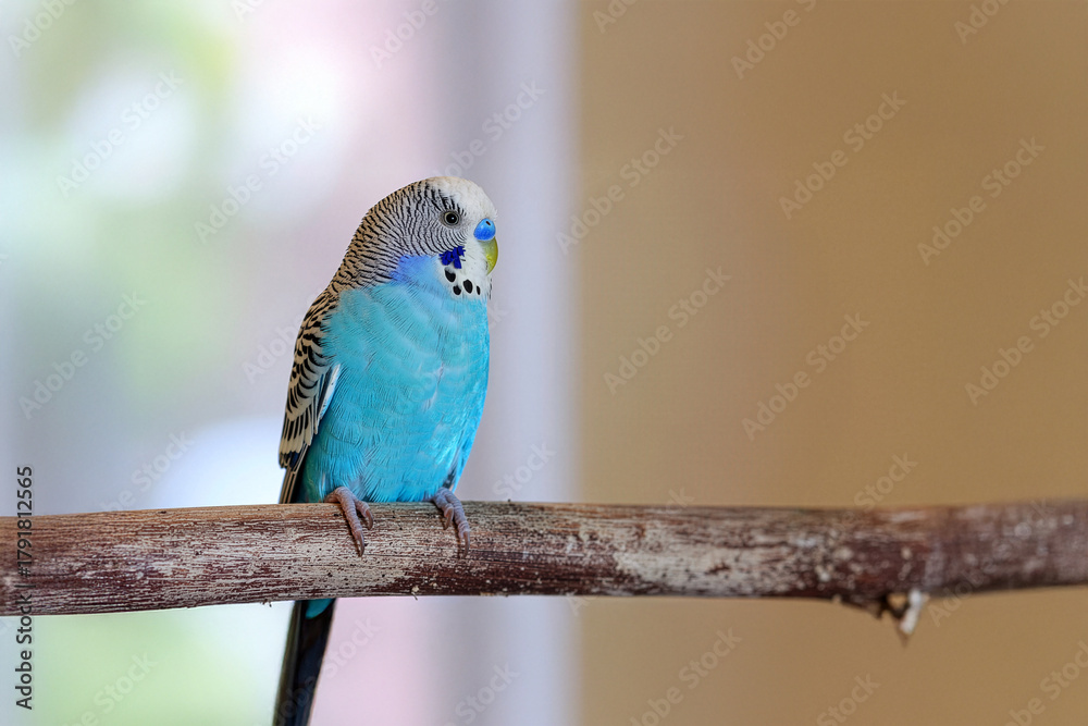 Obraz premium Blue budgerigar perched on a wooden branch