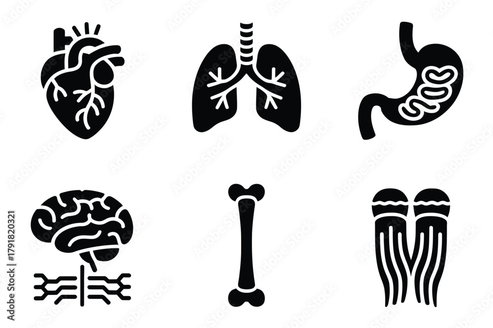 Fototapeta premium Flat color icons for human body, illustrating brain, heart, bones, representing internal organs and health,