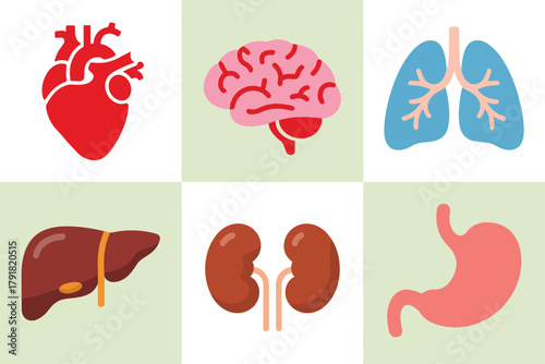 Detailed flat vector icons for human body, showing heart, brain, lungs, representing internal organs and health,