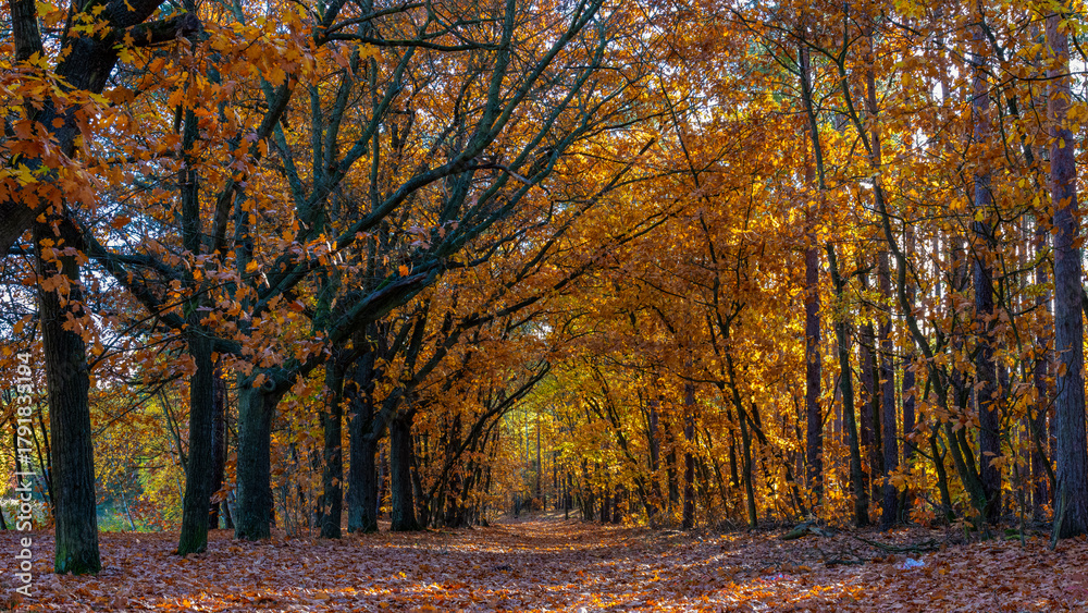 Fototapeta premium Landschaft im Herbst