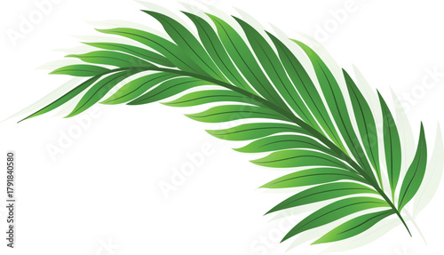 Art & Illustration a green bipinnate leaf isolated on white background