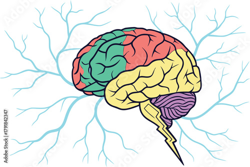 Brain Illustration Exploring Structure, Function, and Cognitive Processes - Education & Science
