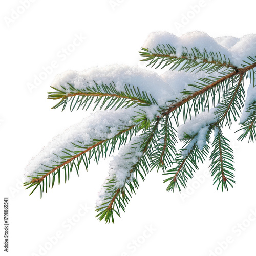 3d snowy pine branch isolated on transparent background