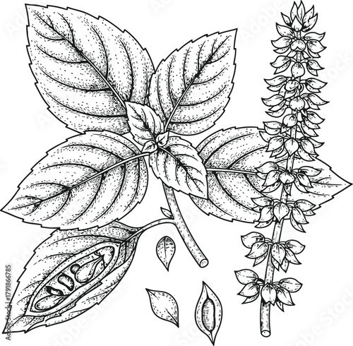 Basil plant illustration with leaves and flowering stalk in vintage botanical engraving style