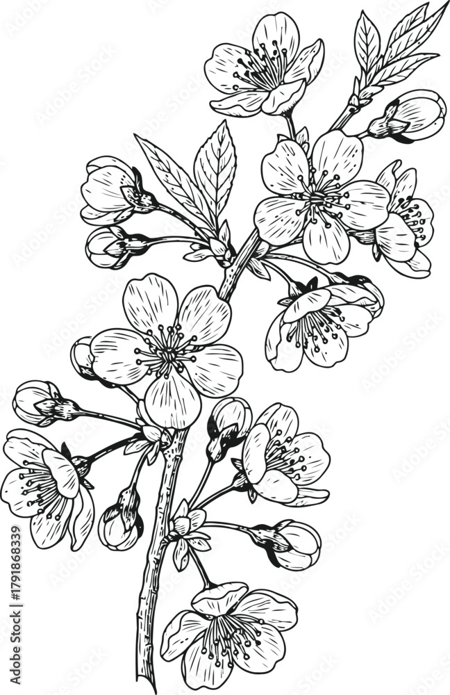 Fototapeta premium Botanical sketch of cherry blossom branch with blooming flowers and unopened buds