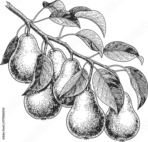 Branch of ripe pears with leaves in a monochromatic botanical style on dark background