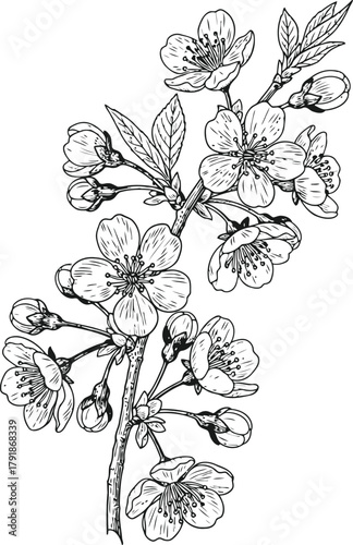 Botanical sketch of cherry blossom branch with blooming flowers and unopened buds
