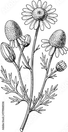 Chamomile plant branch with blooming flowers and closed buds in vintage botanical drawing style