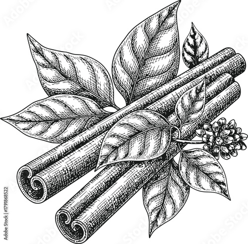 Cinnamon sticks with aromatic leaves and flower botanical illustration on black background
