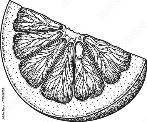 Citrus fruit slice hand drawn illustration with pulp and rind details on dark background