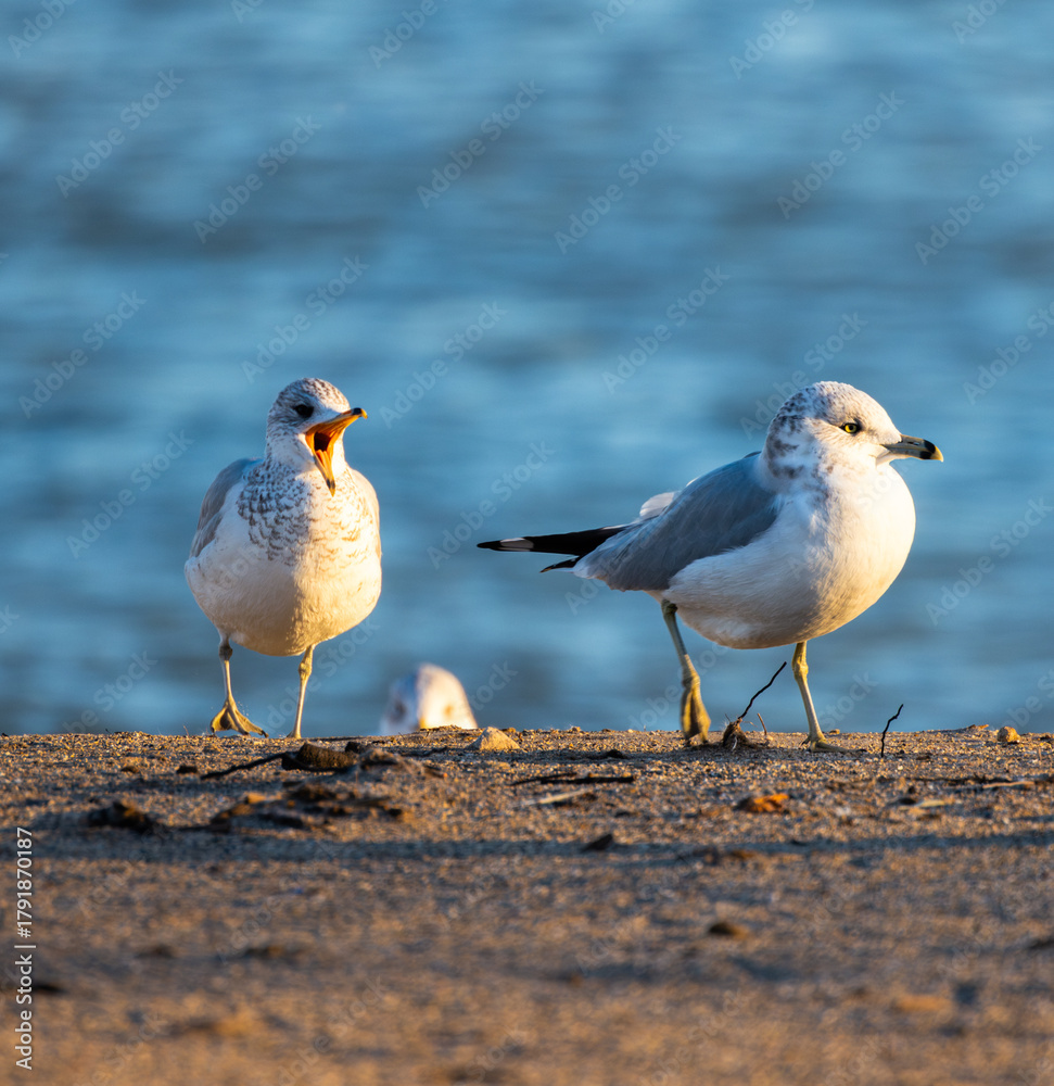 Fototapeta premium Two Seagulls (Larus argentatus) On Lake Michigan Beach During Sunset