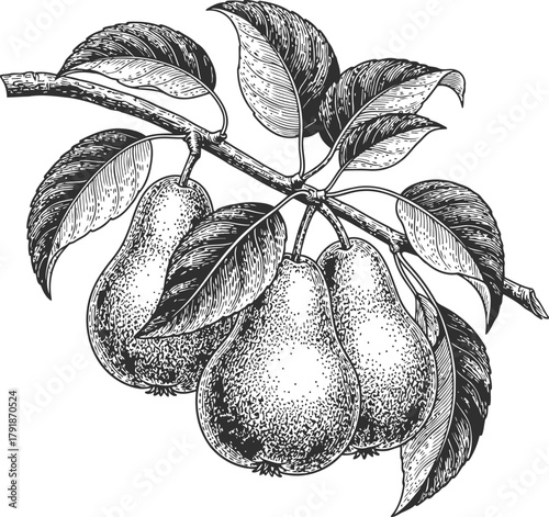 Dark silhouette of three pears on a branch with leaves monochrome illustration