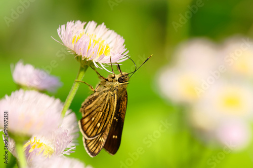ハルジオンとセセリチョウ