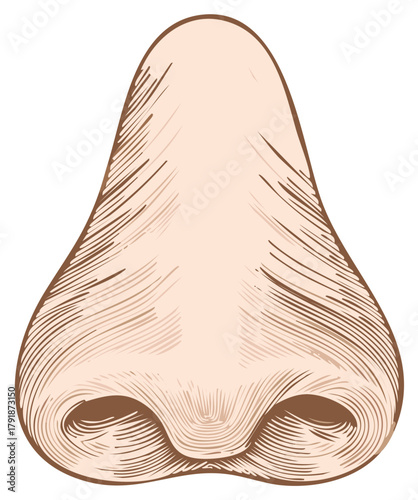 Detailed engraved illustration of a human nose, anatomical depiction of the face part, close-up view