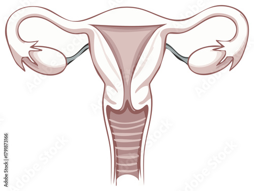 Anatomical illustration of the female reproductive system showing the uterus and ovaries